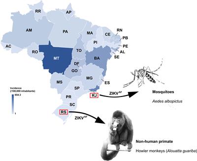 Possible Emergence of Zika Virus of African Lineage in Brazil and the Risk for New Outbreaks